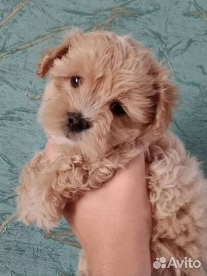 Маленькая собака