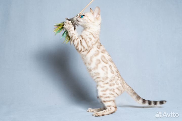 Бенгальский кот