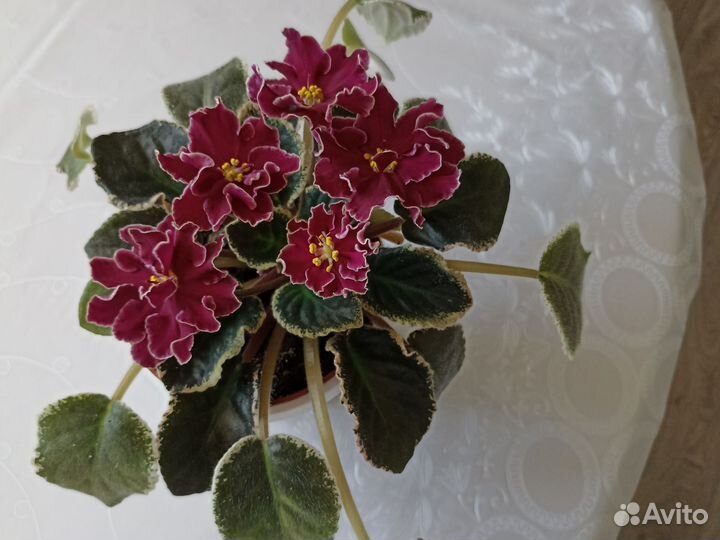 Фиалка вариегатная