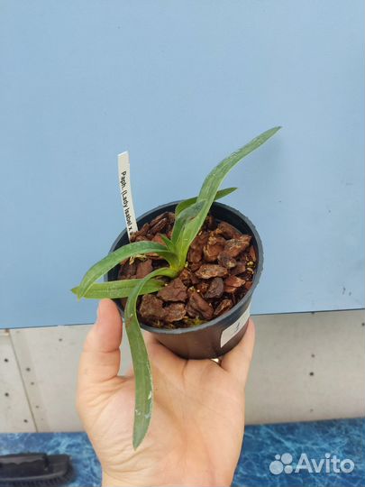 Орхидея пафиопедилум. Paphiopedilum Lady Isabel