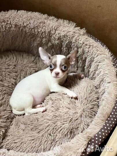 Милашка минюшка