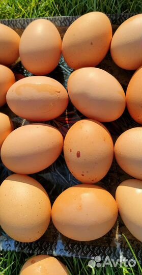 Домашние куриные яйца