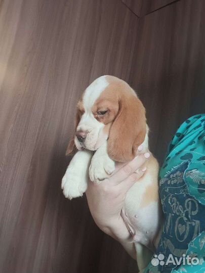 Щенки бигля