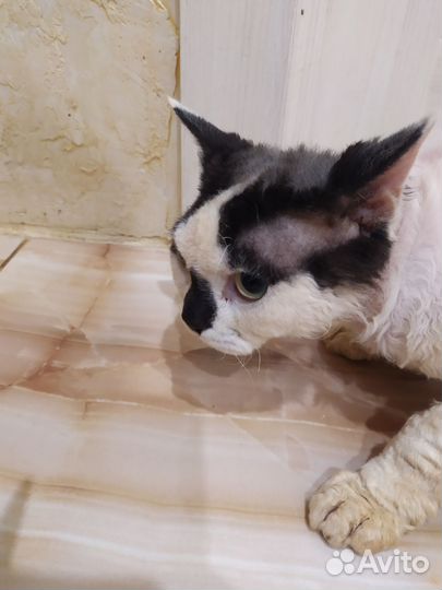 Девон-рекс в добрые руки