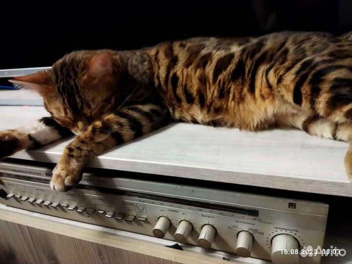 Бенгальская