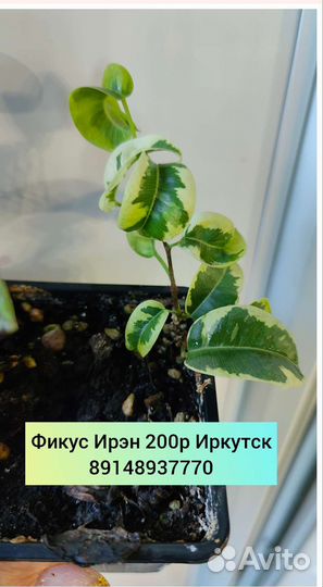 Отростки сортовых фикусов 1 часть