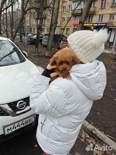 Тикап пудель девочка Тедди