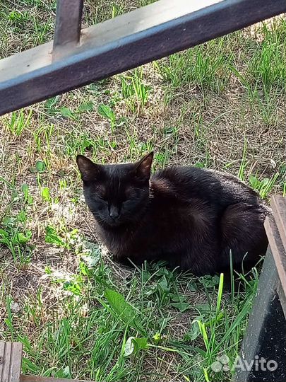 Кошка в дар