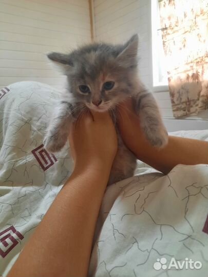 Котенок в дар бесплатно