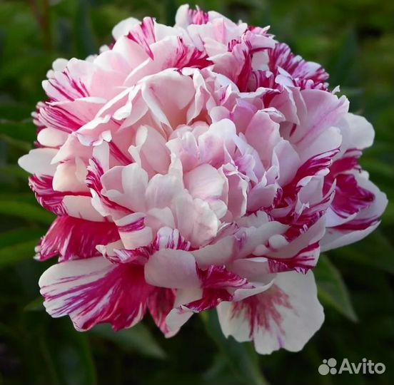 Пионы саженцы