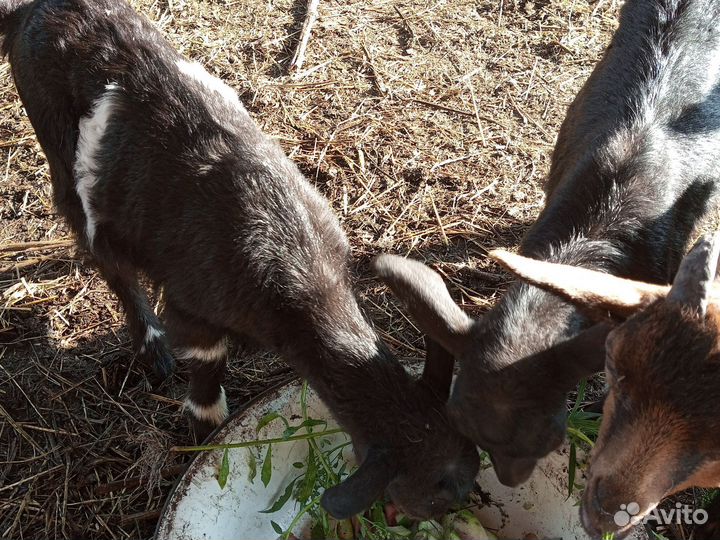 Дойный козы