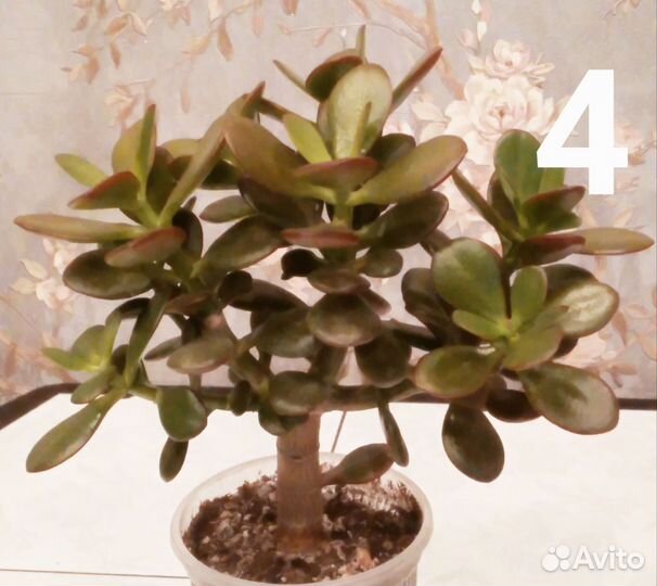 Толстянка крассула овата