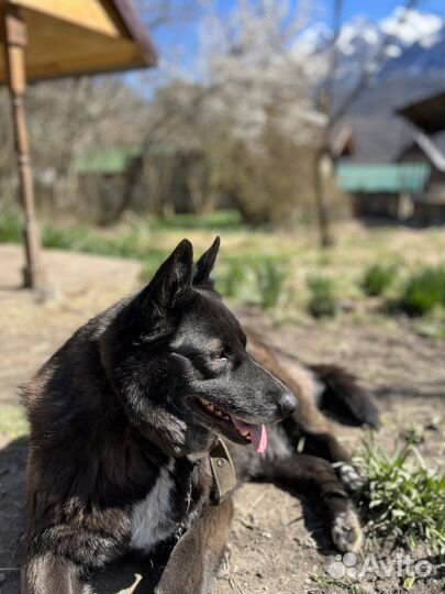 Алиса в добрые руки