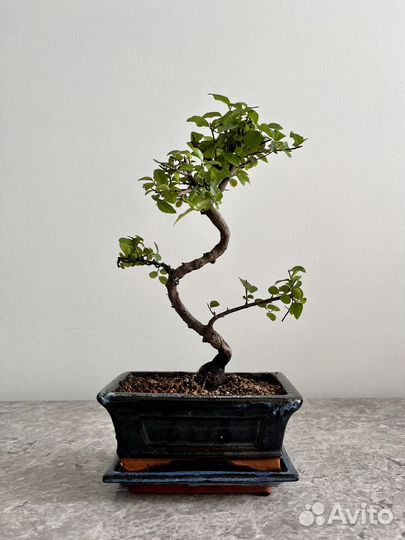 Бонсай сагереция, комнатное горшечное дерево живое
