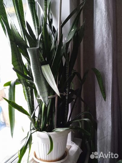 Сансевиерия