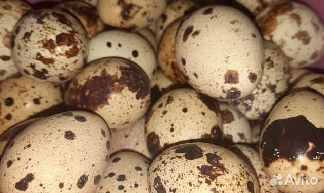 Перепела/яйцо