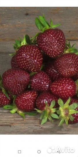 Рассада клубники