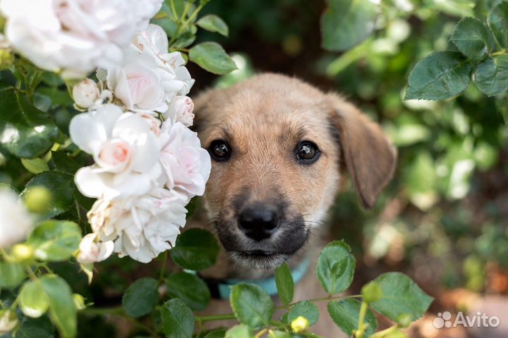 Щенок 2.5 месяца девочка в добрые руки