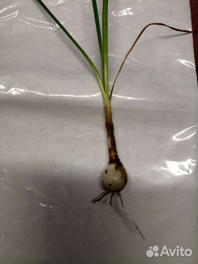 Зефирантес розовый и белый. Шпрекелия