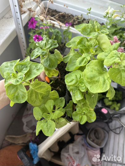 Петунья рассада в кассетах