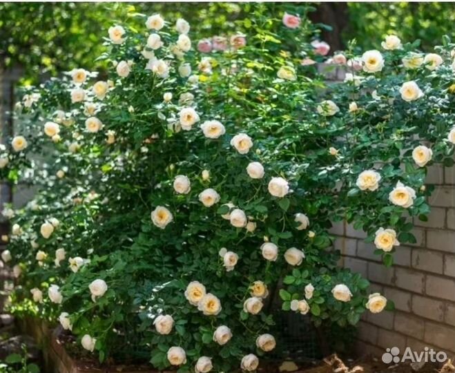 Саженцы плетистых роз окс