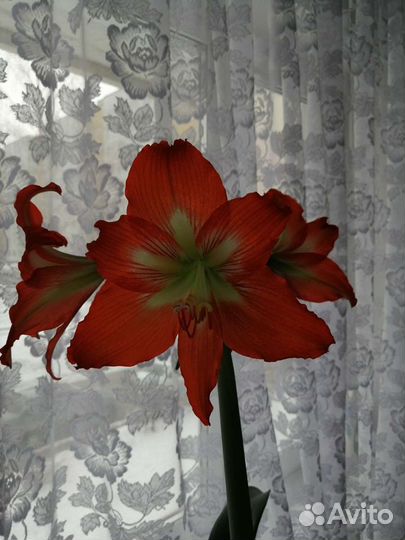 Гиппеаструм амариллис
