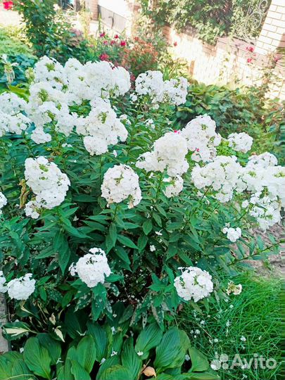 Много многолетних цветов