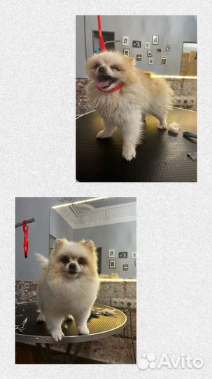 Груминг, стрижка собак и кошек