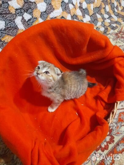 Британские котята
