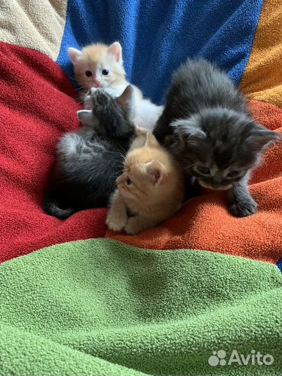 Котята в добрые руки