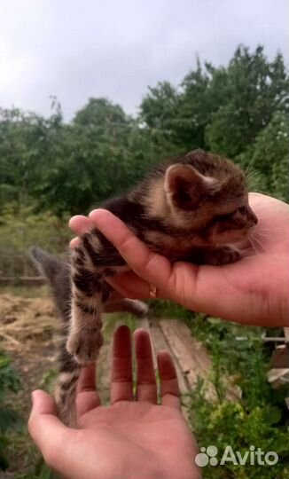 Крысоловки)