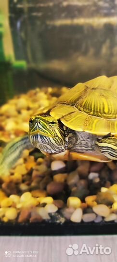 Красноухая черепаха с аквариумом