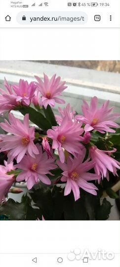 Шлюмбергера белый, розовый, красный, жёлтый