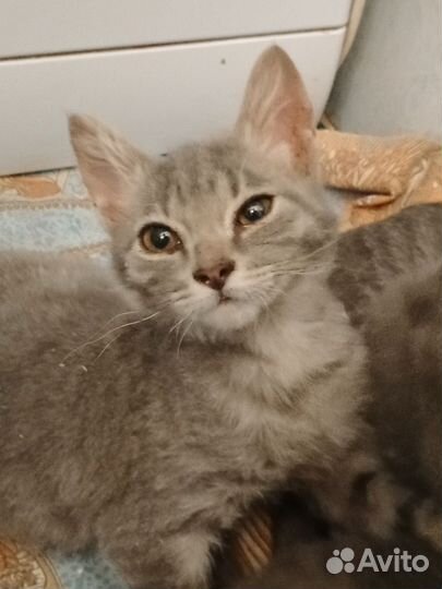 Кошка в дар бесплатно