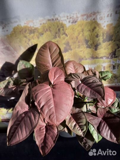 Сингониумы сортовые