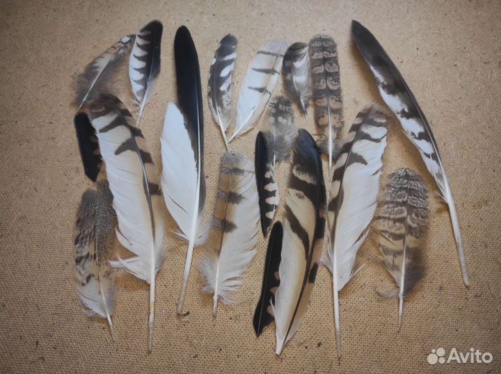 Перья для ловцов снов