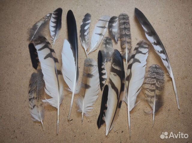 Перья для ловцов снов