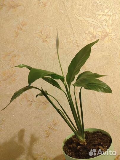 Спатифиллум цветущий