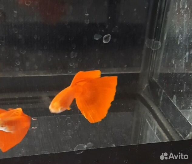 Гуппи Фулл Ред Альбино, криптокорина