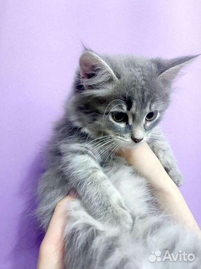 Кошка в дар