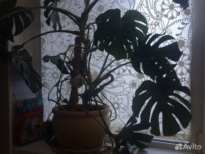 Цветы комнатные напольные