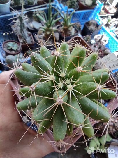 Кактусы редкие