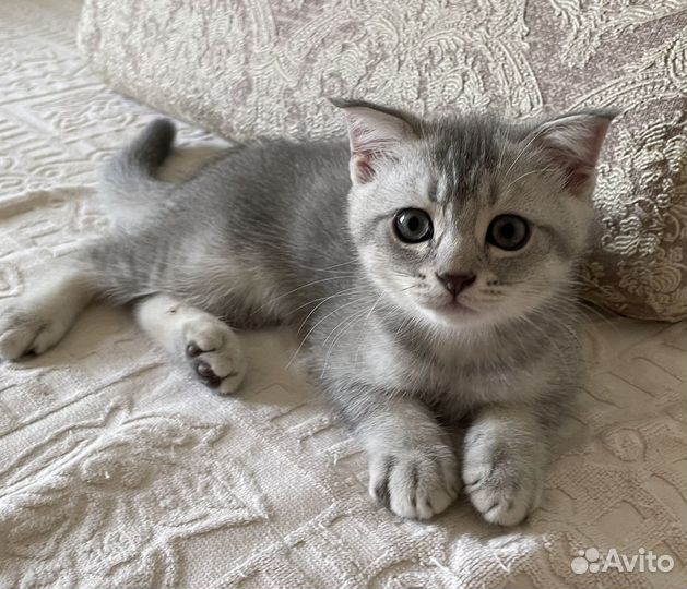 Шотландская