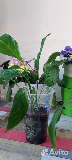 Отростки Спатифиллума (Женское счастье)