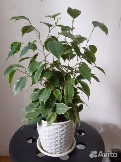 Фикус бенджамина