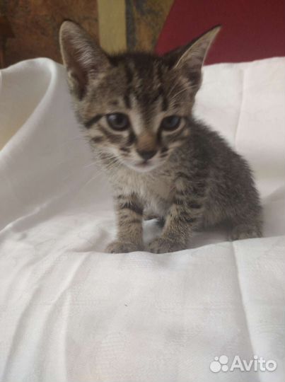 От кошки британки