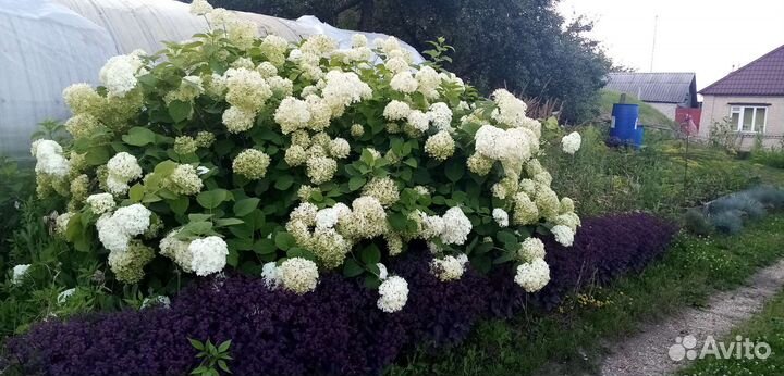 Гортензия древовидная, гортензия метельчатая