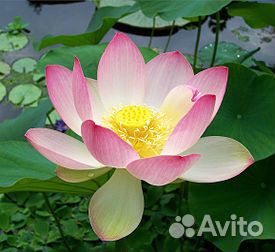 Семена Лотоса