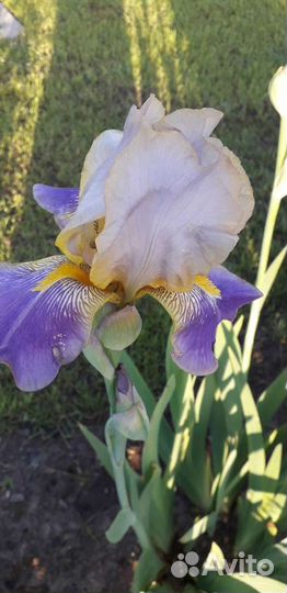 Ирисы сортовые