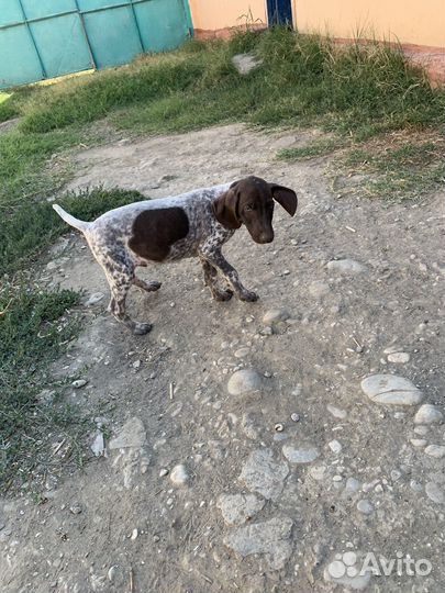 Щенки курцхаара